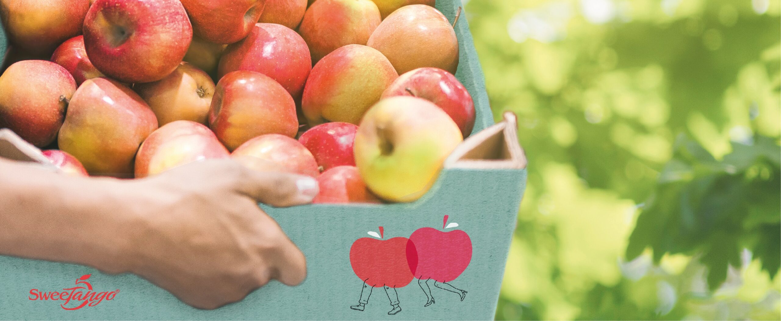 蘋果包裝設(shè)計,水果包裝設(shè)計公司 蘋果包裝設(shè)計,水果包裝設(shè)計公司